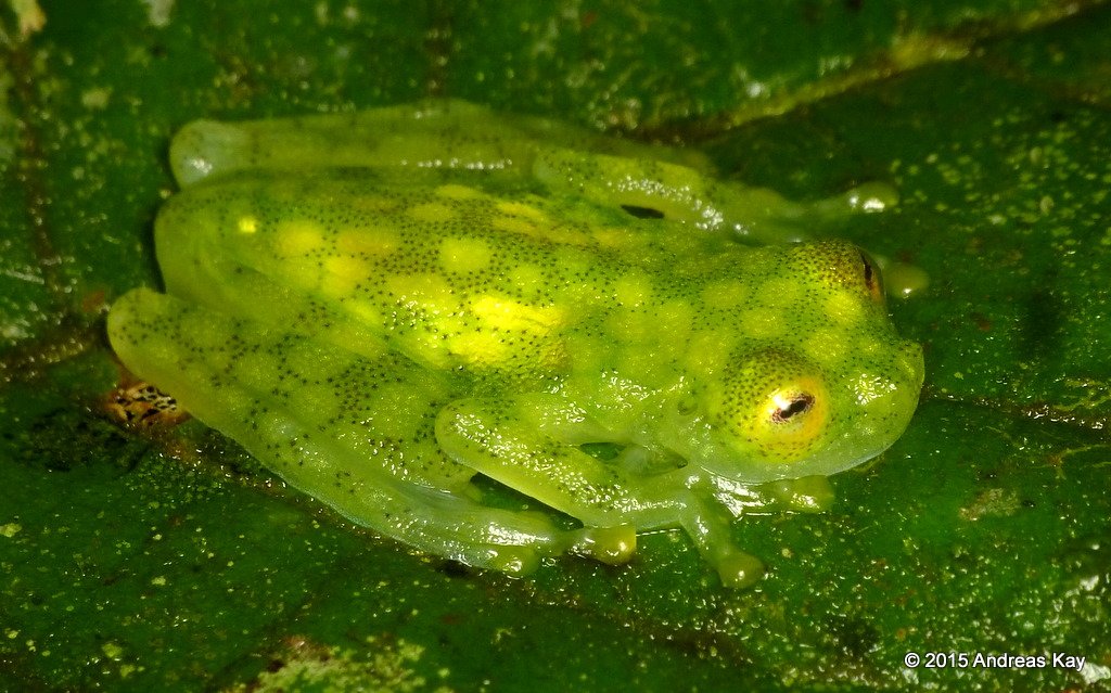 20843189688_11c64f5d1d_o