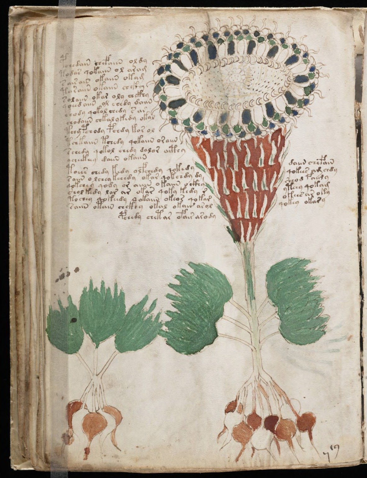 a-page-from-the-voynich-manuscript-38bec2