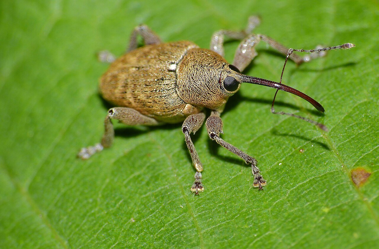 Acorn_Weevil_(Curculio_glandium)_(9740905986) Acorn_Weevil_(Curculio_glandium)_(9740905986)