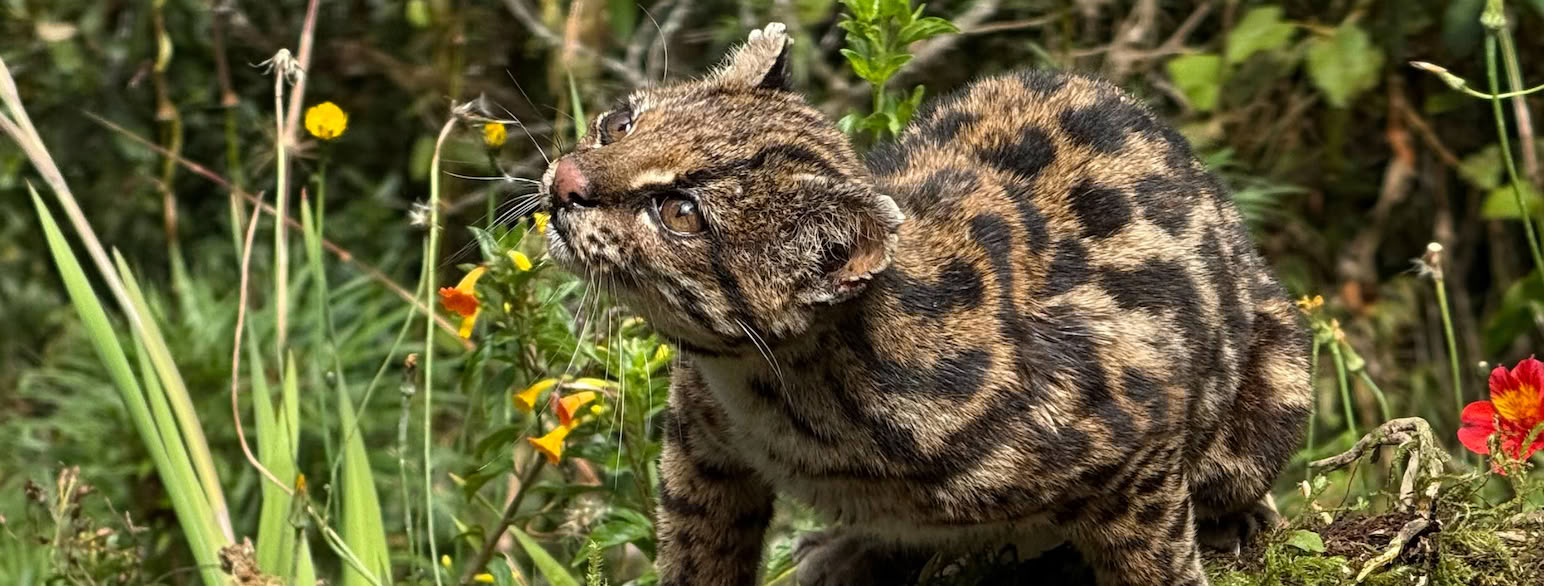 article_topimage_Leopardus_pardinoides_iNat_top