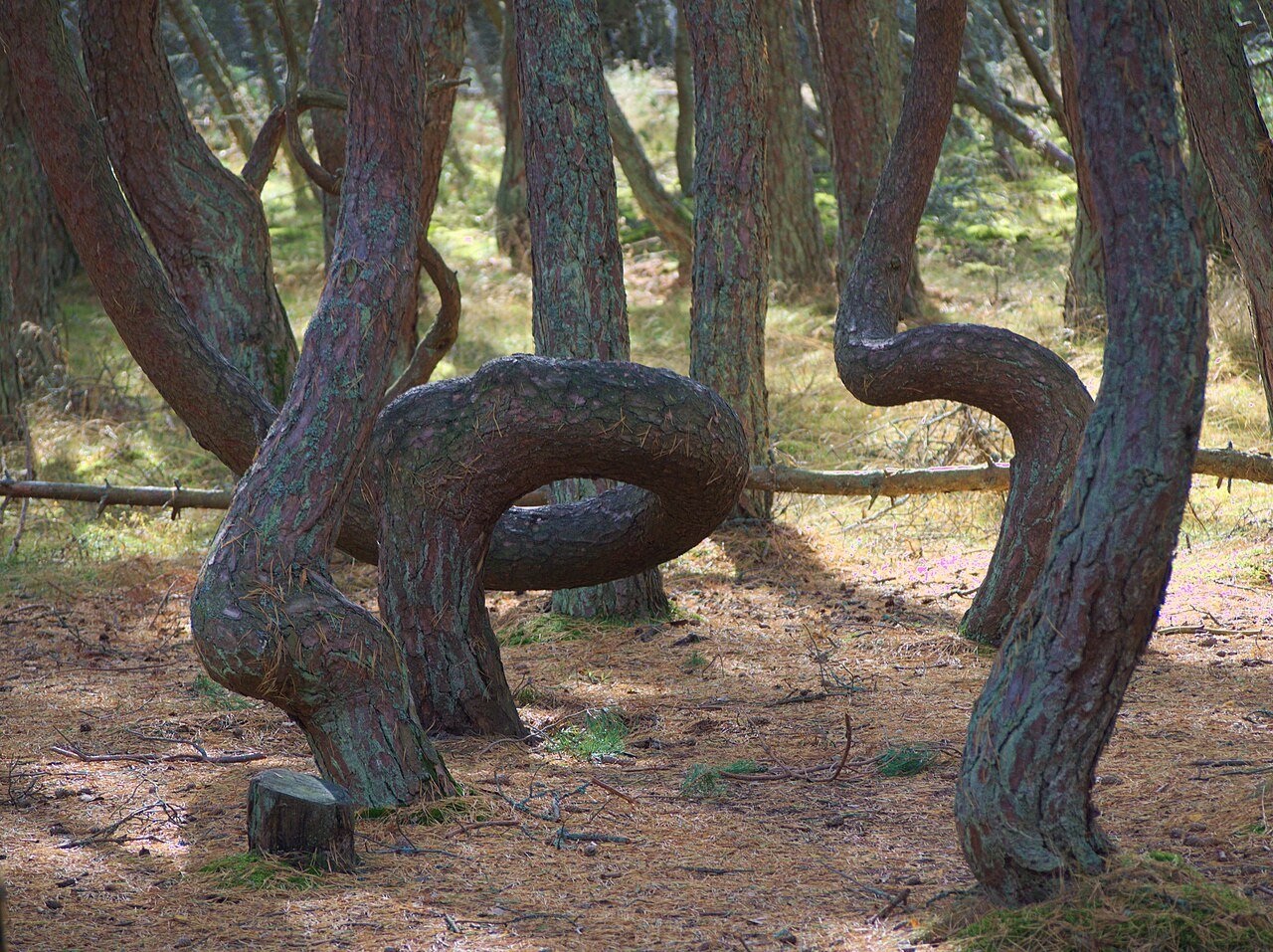 Bäume_im_Tanzenden_Wald_September_2019