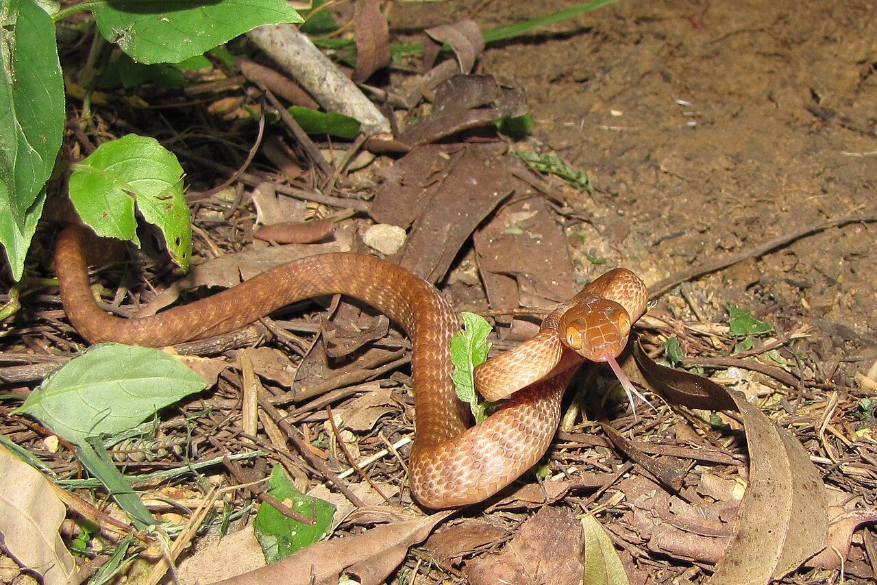 Brown_Tree_Snake_Cape_Hillsborough_National_Park Brown_Tree_Snake_Cape_Hillsborough_National_Park