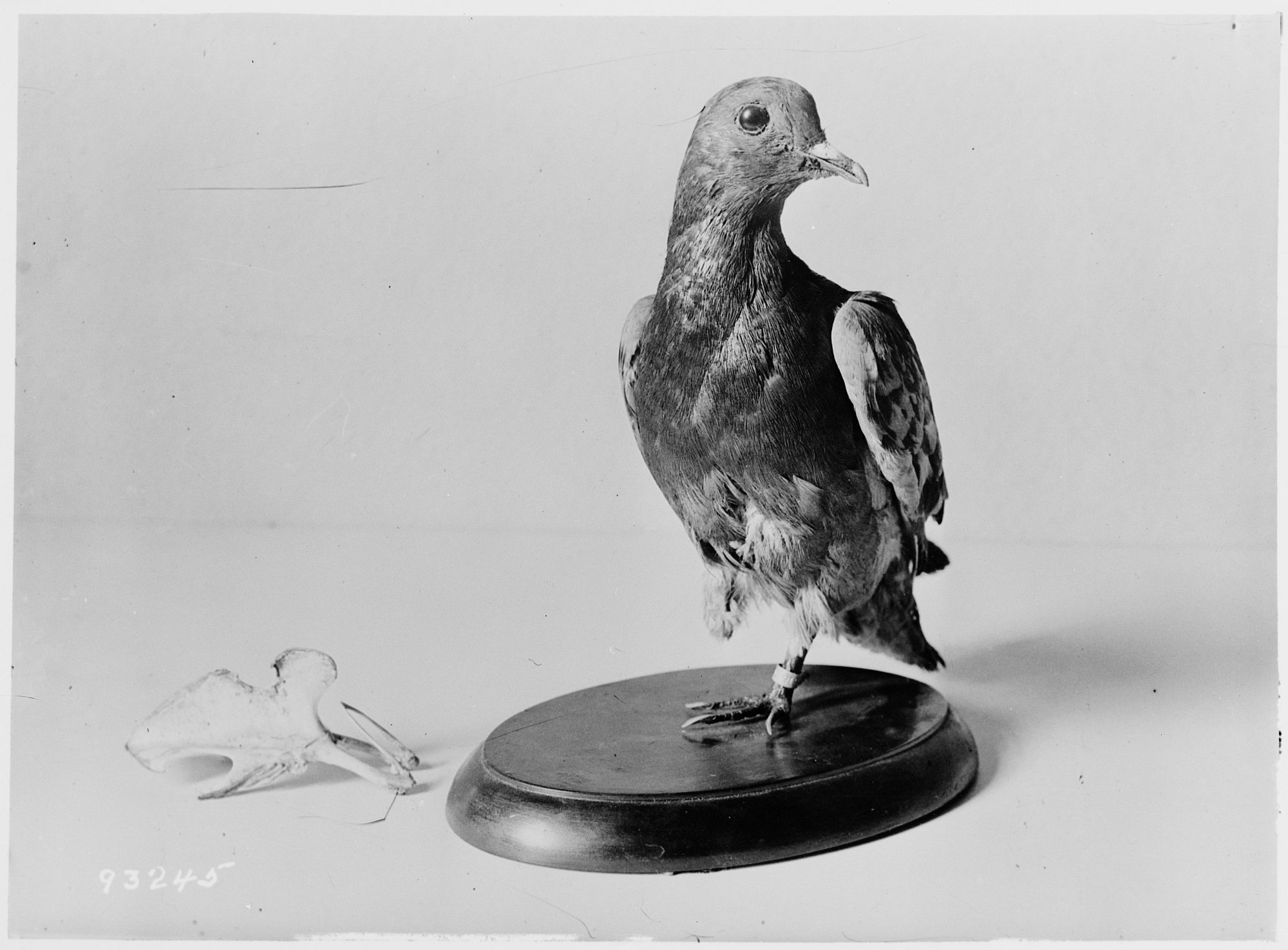 cher-ami-the-carrier-pigeon-which-carried-a-message-8033b7