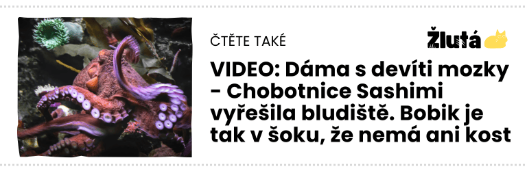 chobocnice-bludiste chobocnice-bludiste