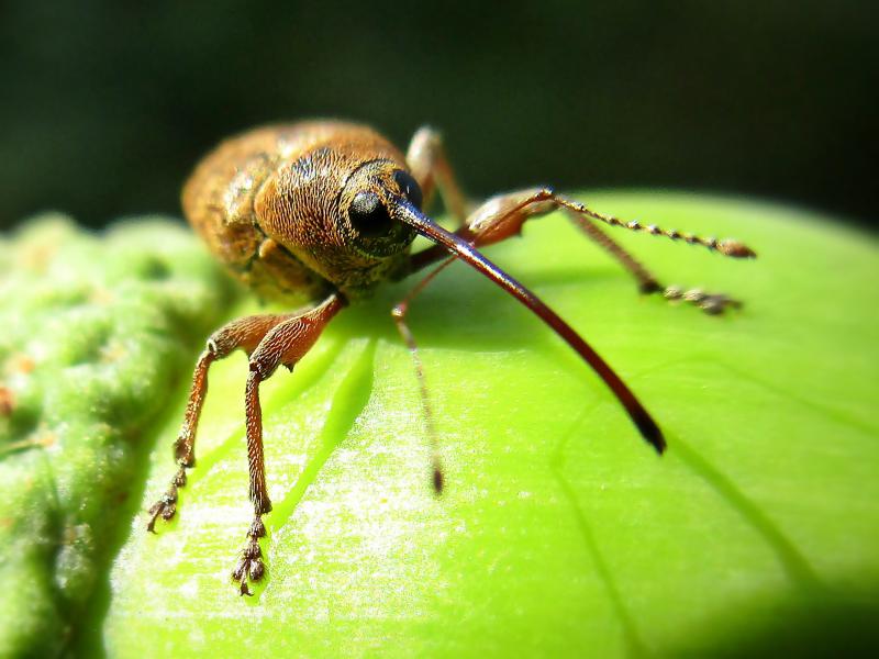 Curculio_glandium_(Curculionidae_sp.),_Doorwerth,_the_Netherlands Curculio_glandium_(Curculionidae_sp.),_Doorwerth,_the_Netherlands