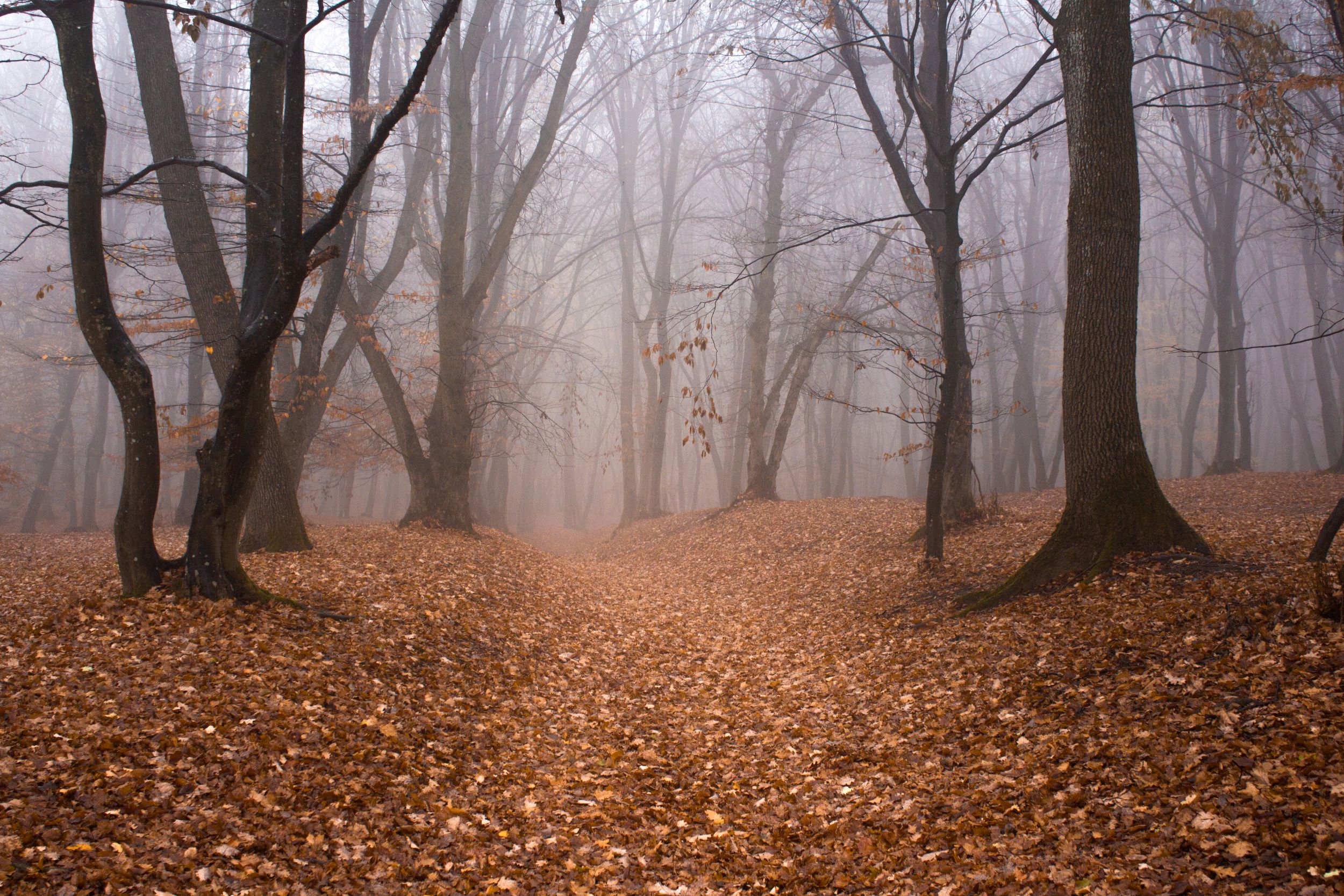 Hoia-Baciu2