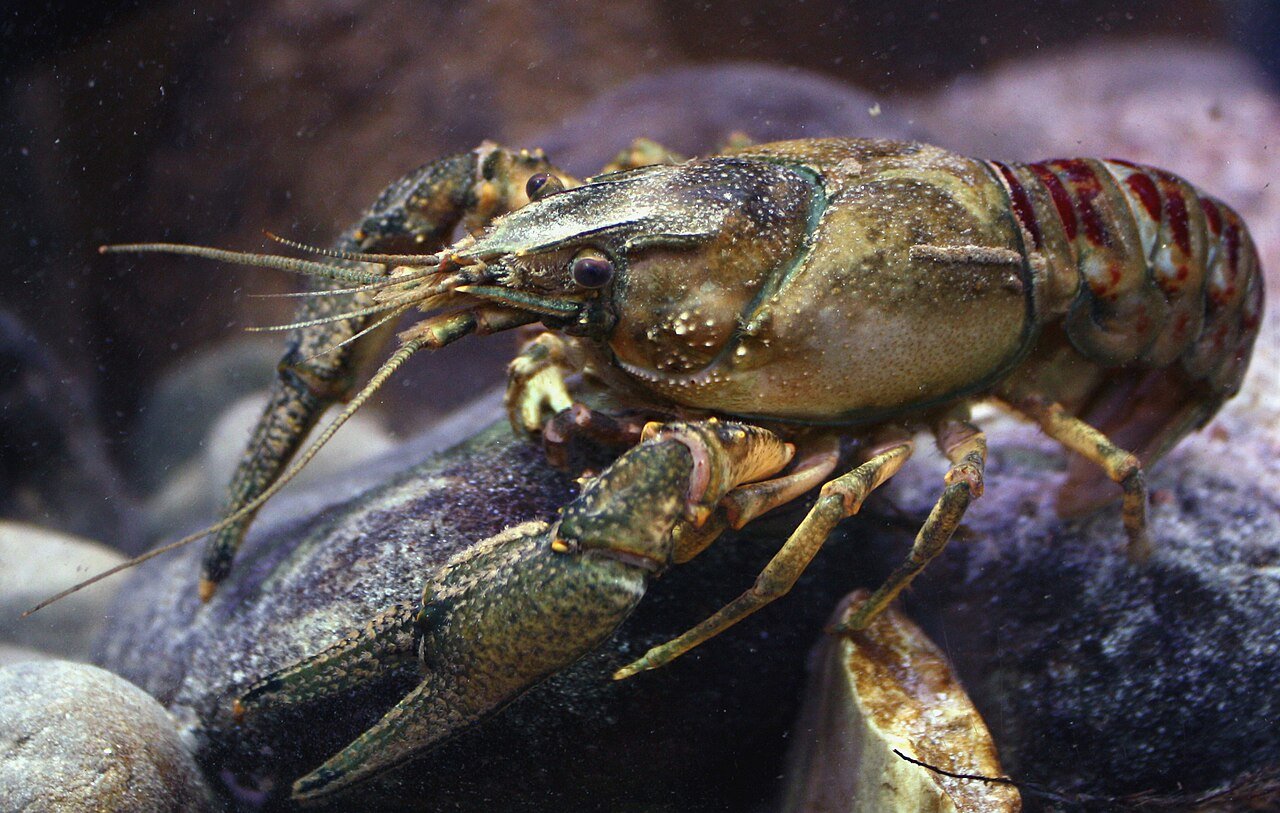 Kamberkrebs_spiny-cheek_crayfish_Orconectes_limosus_male Kamberkrebs_spiny-cheek_crayfish_Orconectes_limosus_male
