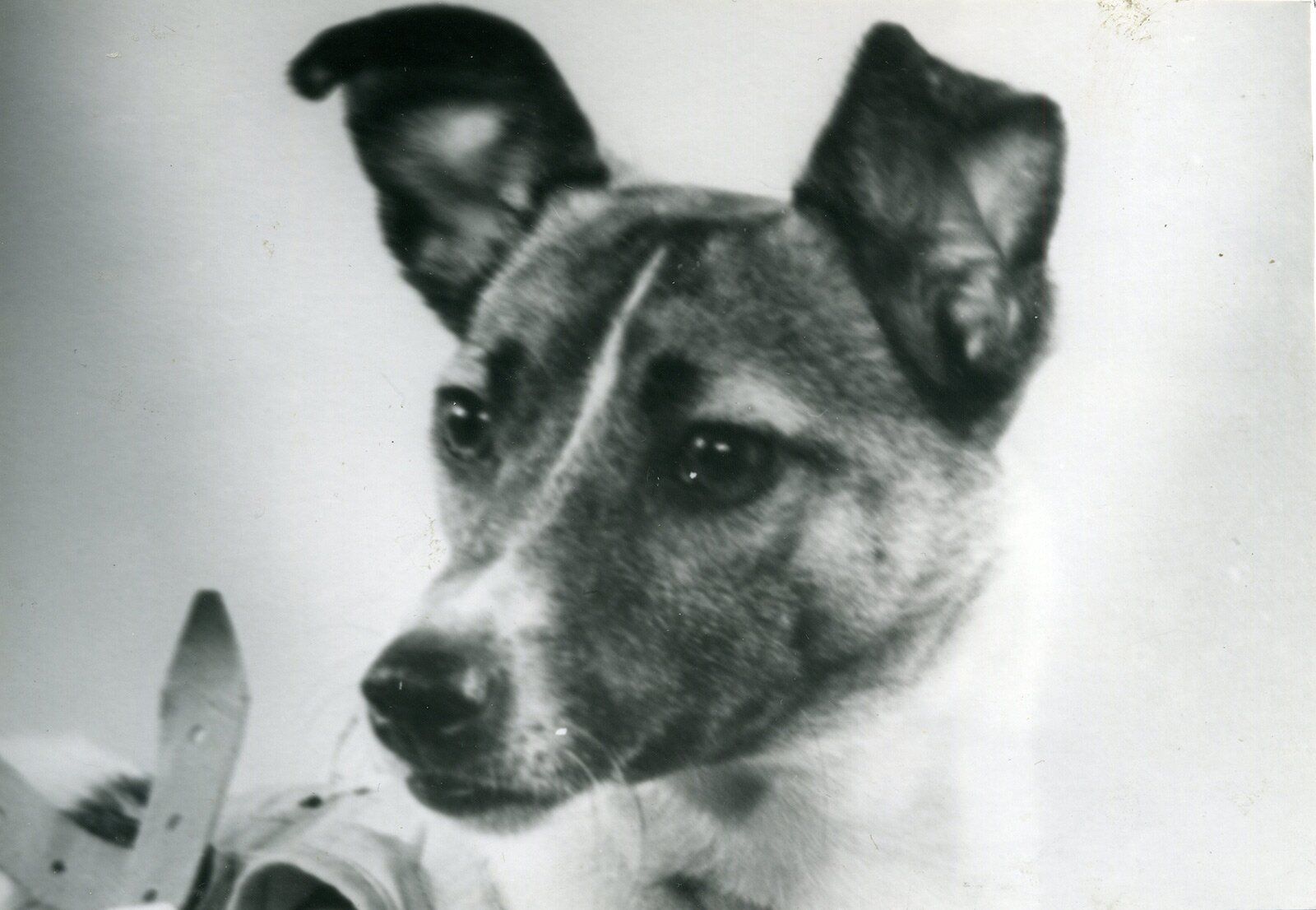 Laika_in_1957 Laika_in_1957