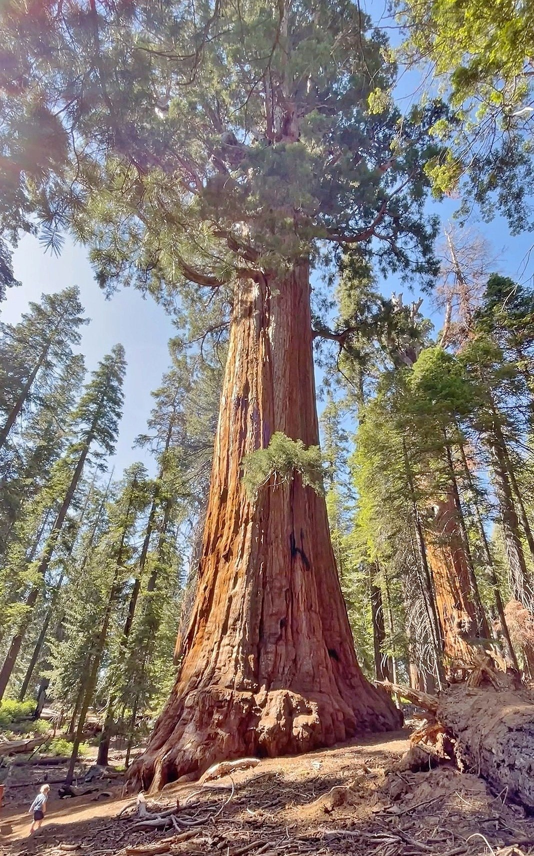 President_Tree,_Sequoia_National_Park_(July_2023) President_Tree,_Sequoia_National_Park_(July_2023)