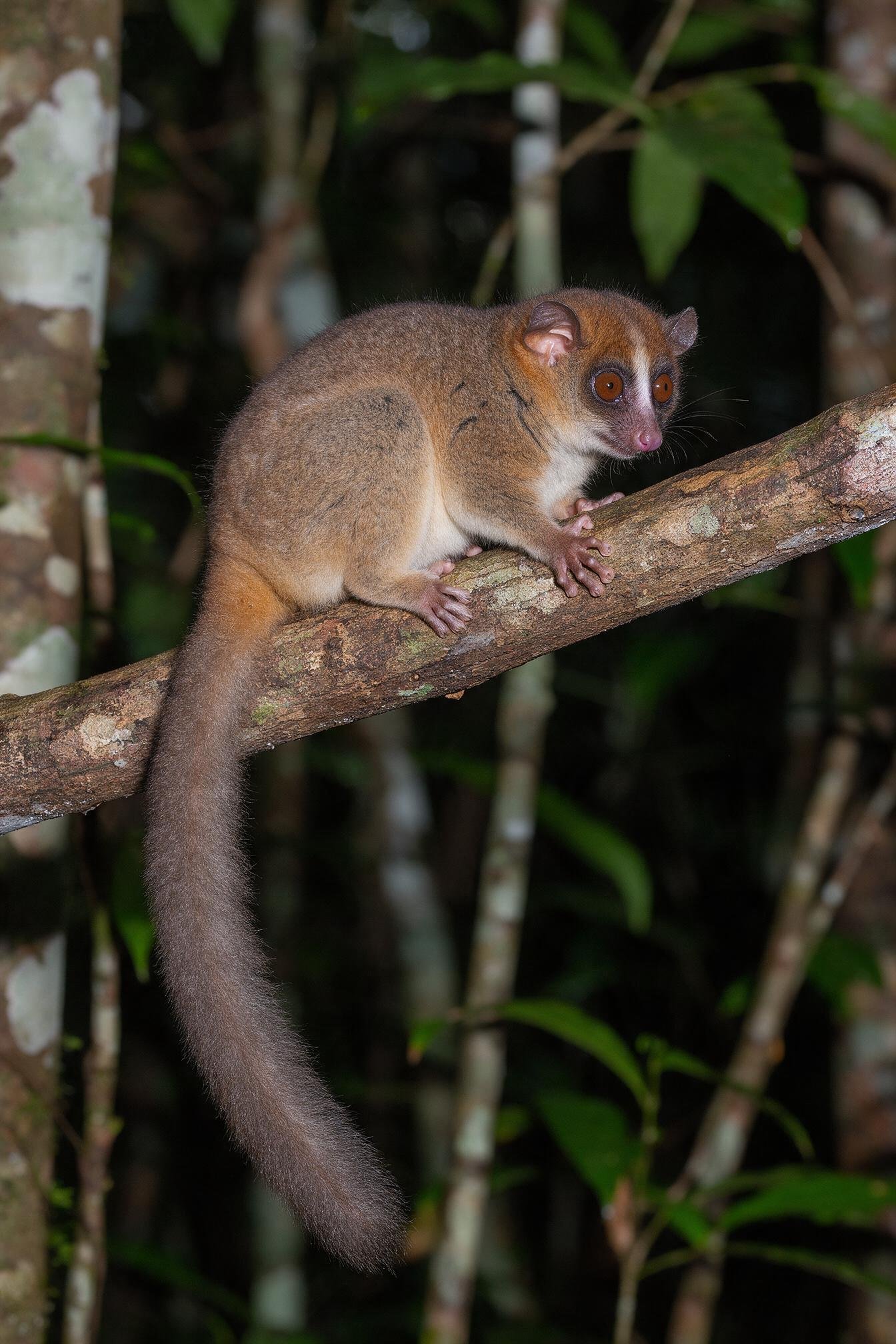 seedream-5.0-pro_Photorealistic_premium_wildlife_science_editorial_photograph_widescreen_Cheiroga-0 seedream-5.0-pro_Photorealistic_premium_wildlife_science_editorial_photograph_widescreen_Cheiroga-0