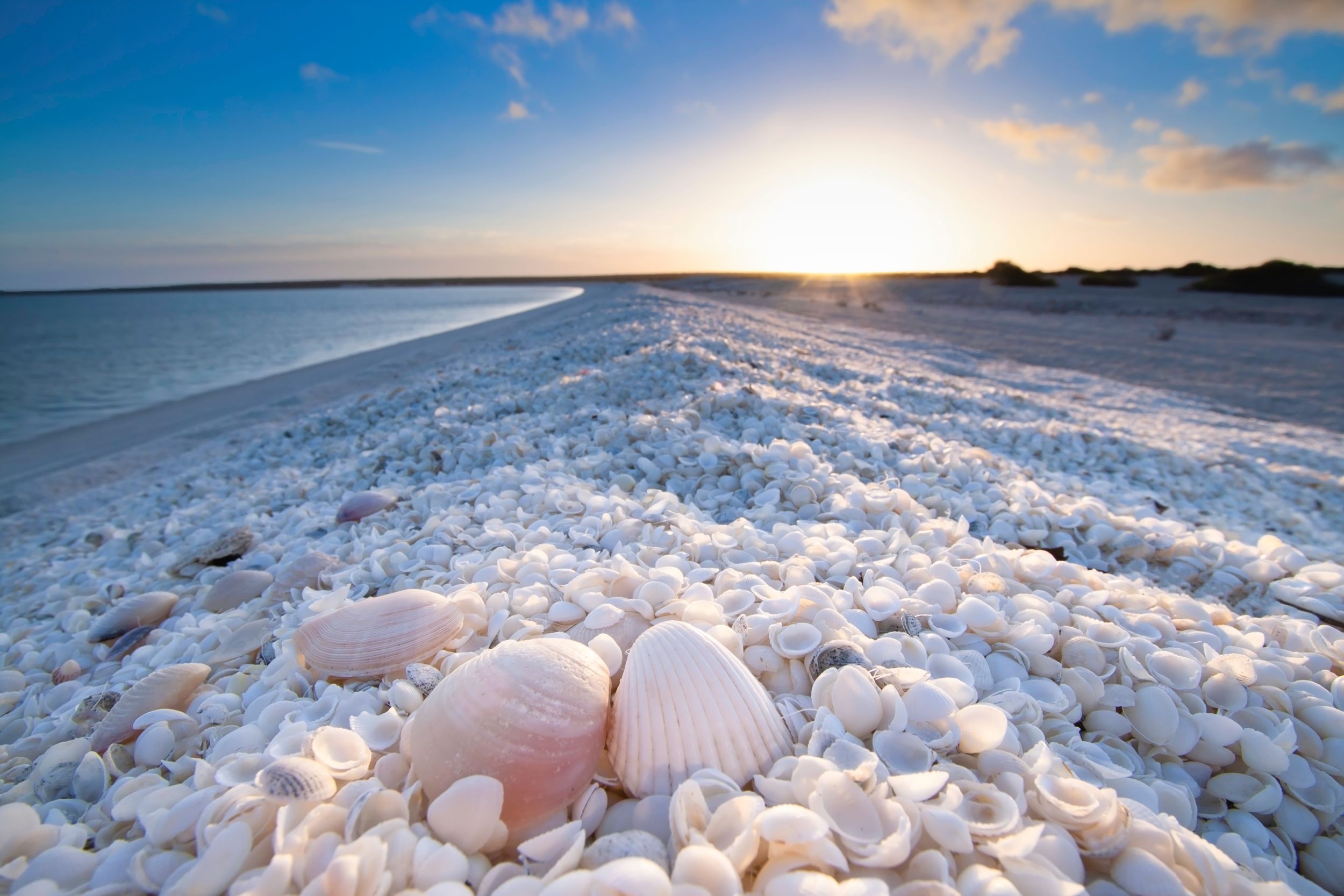 Shell Beach australia Shell Beach australia