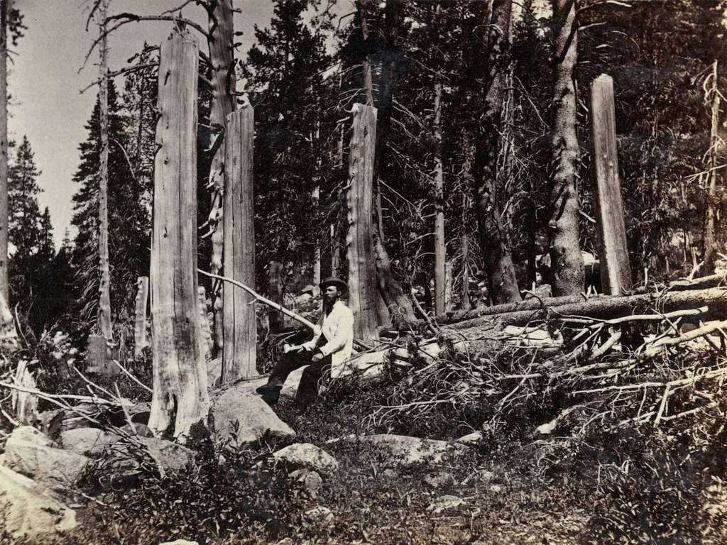 stumps-cut-by-donner-party-in-1846-be0f97