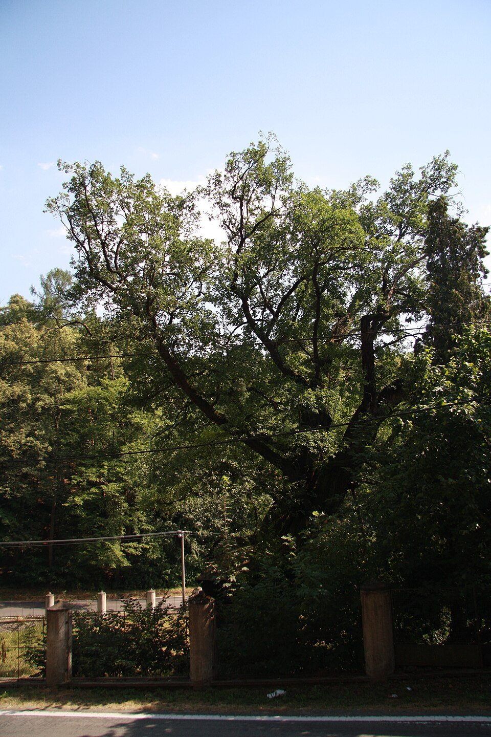 Žižkův_dub_in_2013_in_Náměšť_nad_Oslavou,_Třebíč_District